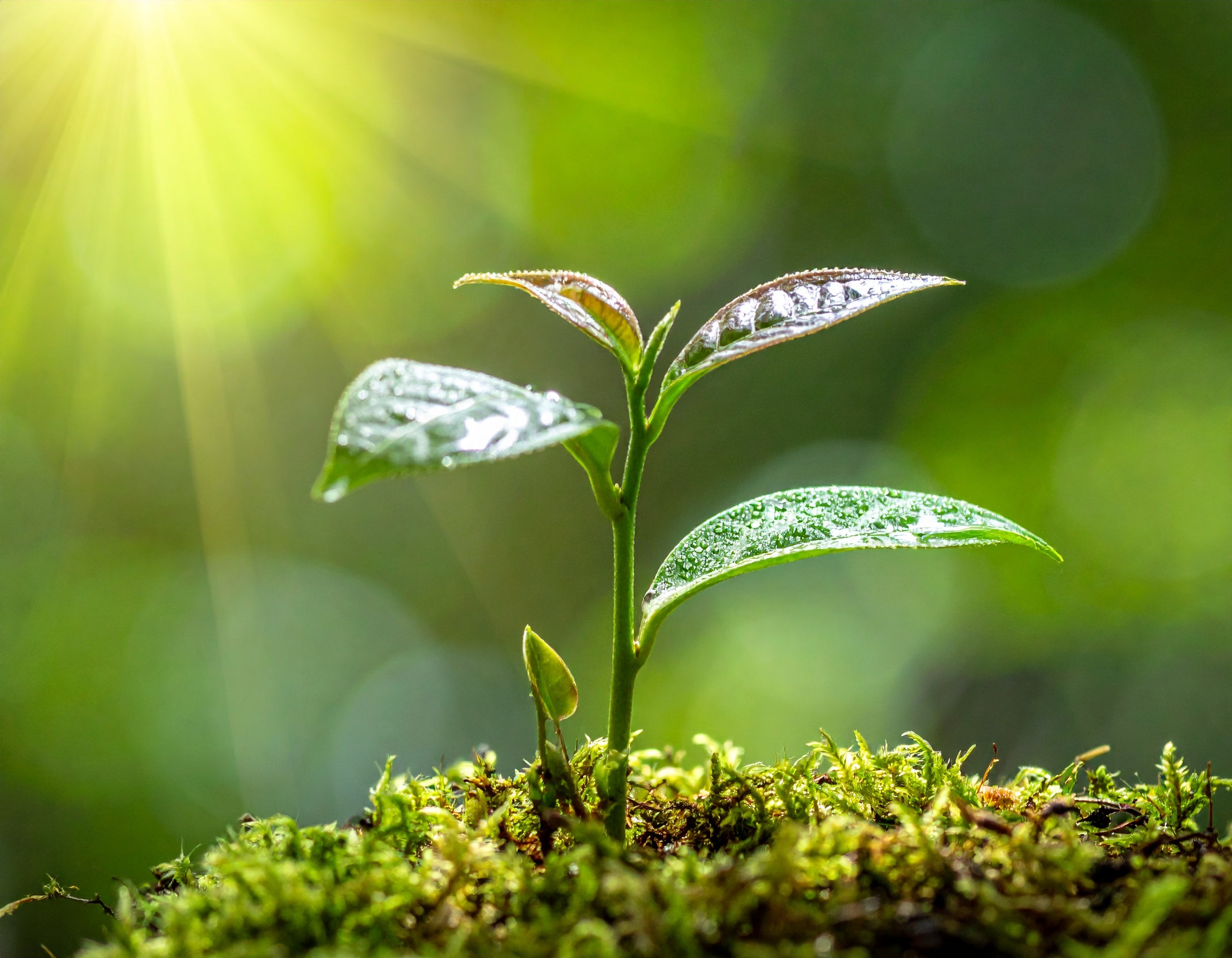 R5 L-Theanine Plant - REVIVE5